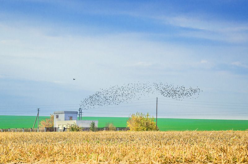 осень октябрь птицы стая Мурмурация... фото превью