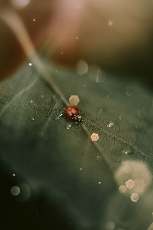 На берёзеphoto preview