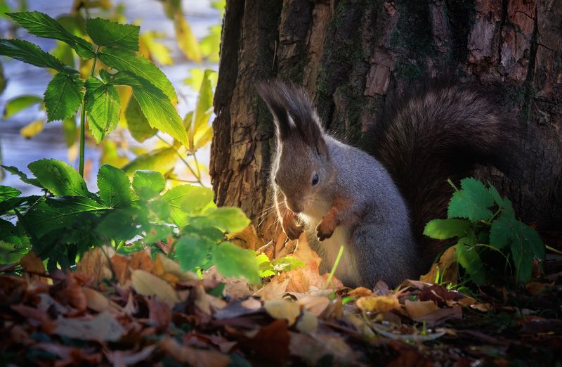 белка осень лес солнце листва Вот он - мой орешек драгоценный!!!! фото превью