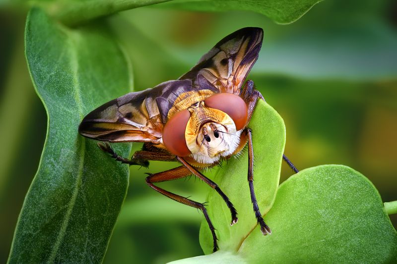 Фазия пёстраяphoto preview