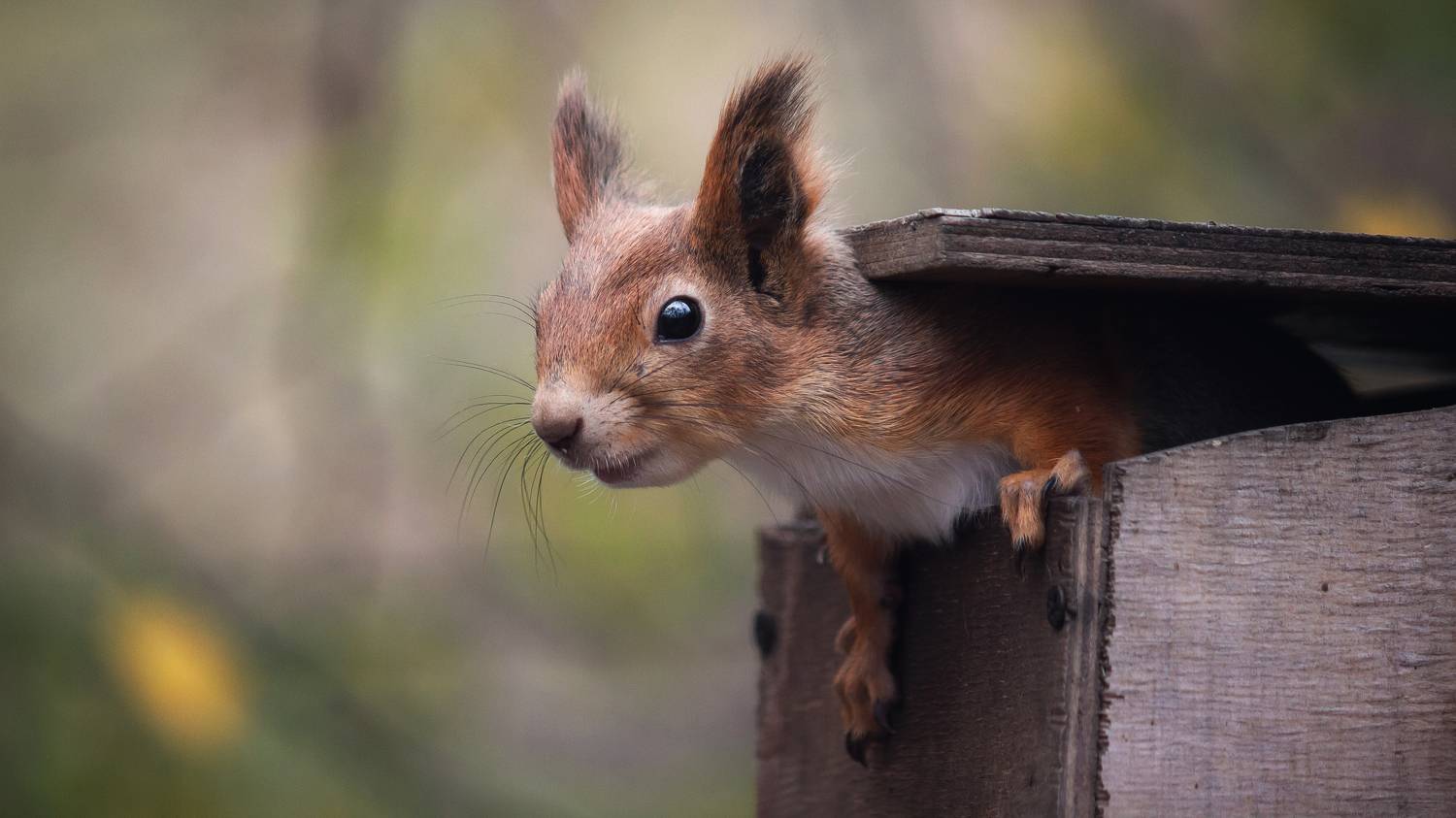 В поисках.... Автор: Alexander Eliseev , Alexander Eliseev