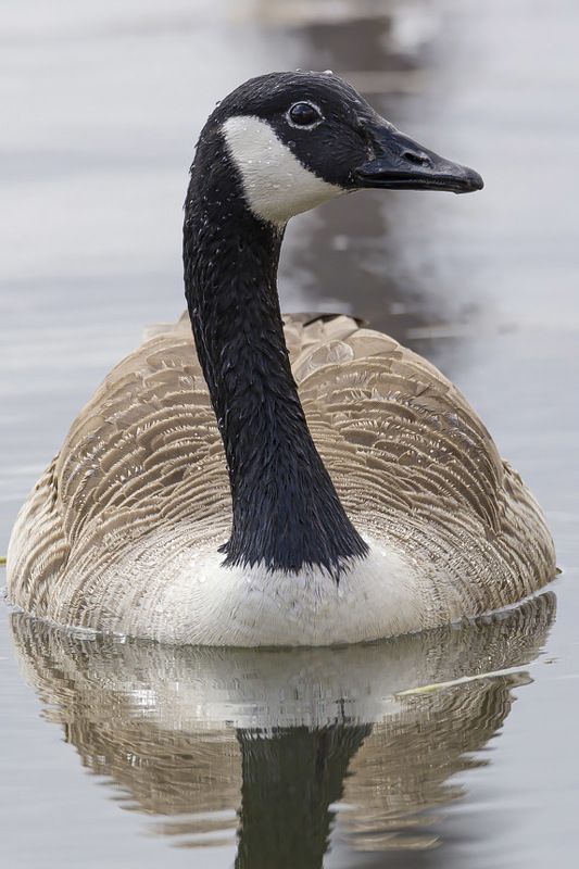 Канадская казаркаphoto preview