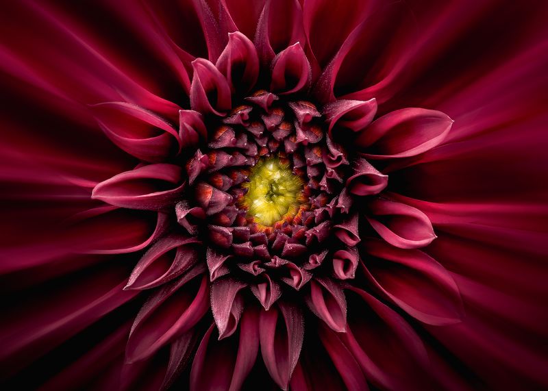 георгина, цветок, симметрия, dahlia, flower photo preview