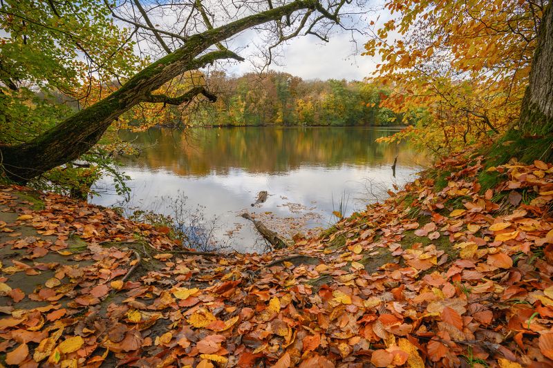 калининград, осень, озеро, лес *photo preview