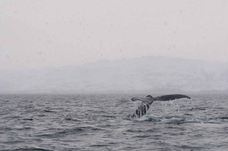 Портфолиоphoto preview