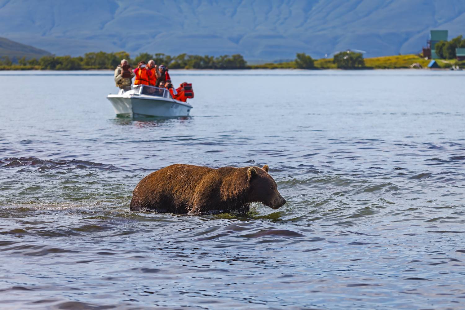 Как же вы мне надоели. Автор: Уткин Дмитрий медведь, туристы, камчатка, Уткин Дмитрий
