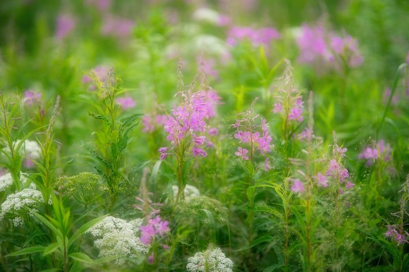 лето цветы иванчай Вспоминая летоphoto preview