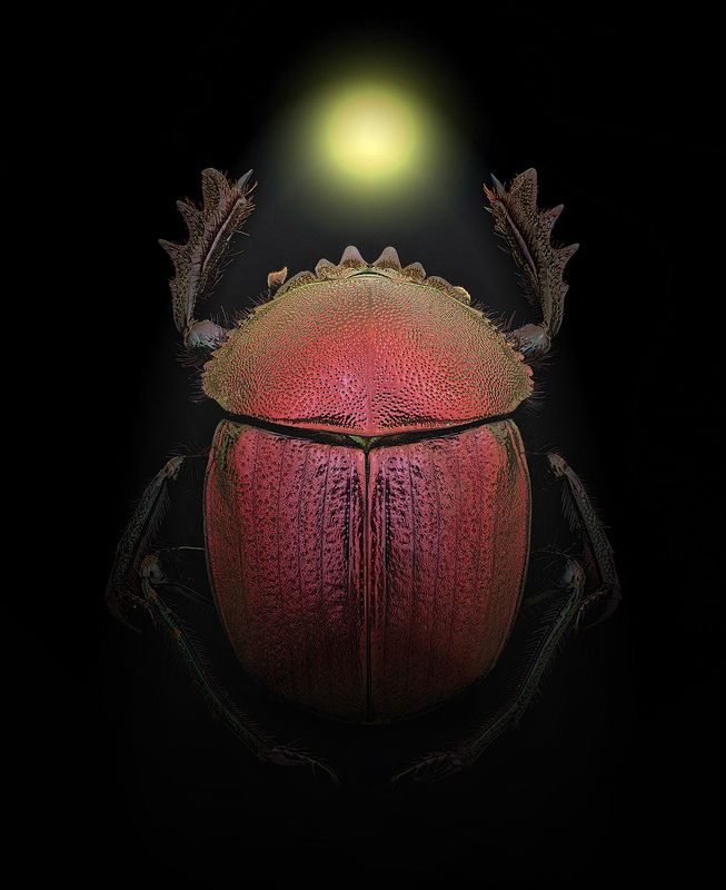 kheper aegyptiorum purpurascens Египетский пурпурный фото превью