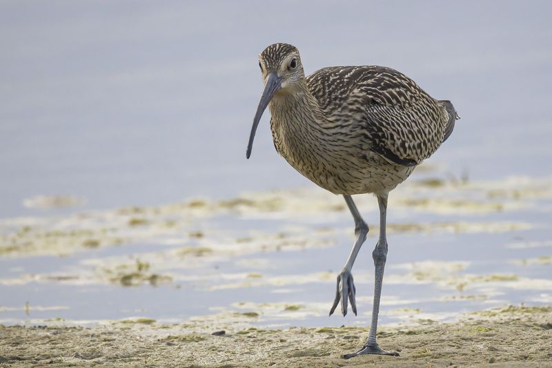 Большой кроншнепphoto preview