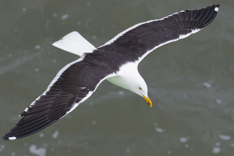 Клушаphoto preview