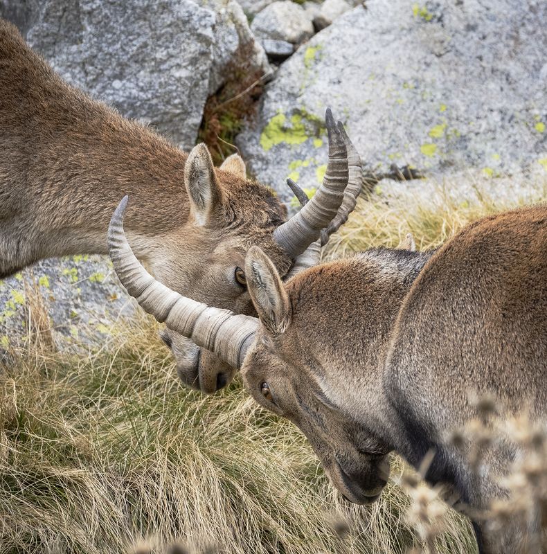 photo, photography, picture, land, landscape, nature, spring, river, color, mood , colorful, green, river,animal, flowing, forest, mountains Learningphoto preview