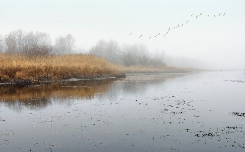 осень октябрь туман река берег заросли кусты трава небо птицы караван печальная пора Печальная пораphoto preview