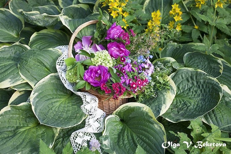 натюрморт, цветы, хоста Букет цветов и хостаphoto preview