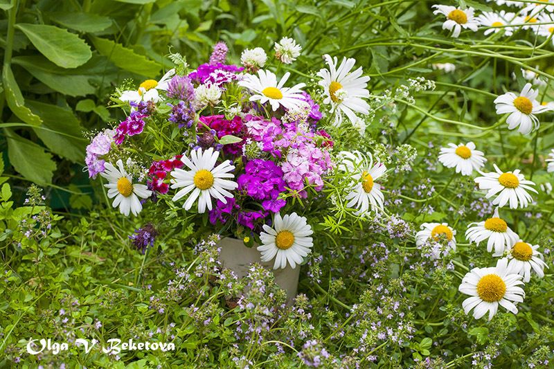 ромашки, натюрморт, цветы С ромашкамиphoto preview