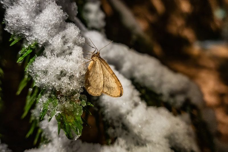 снег, лес, зима, Скоро зимаphoto preview