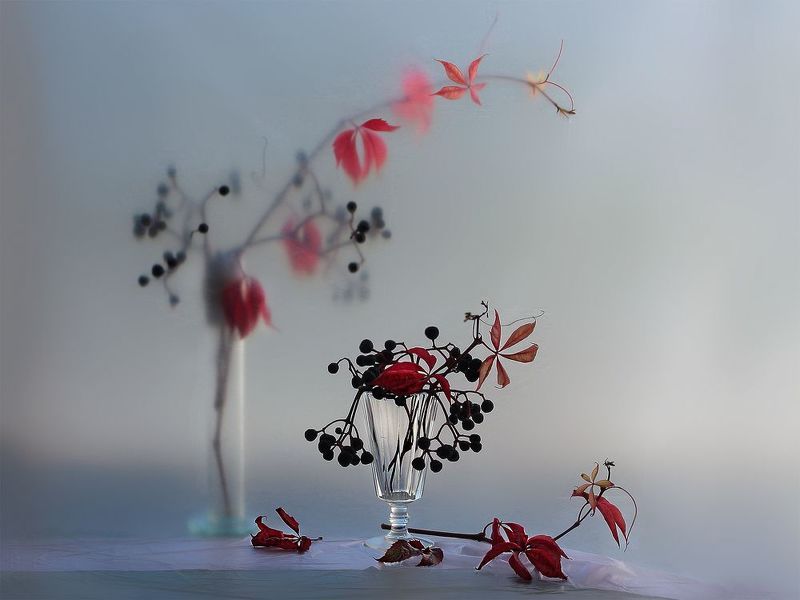 Девичий виноградphoto preview