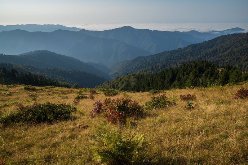 Среди горphoto preview