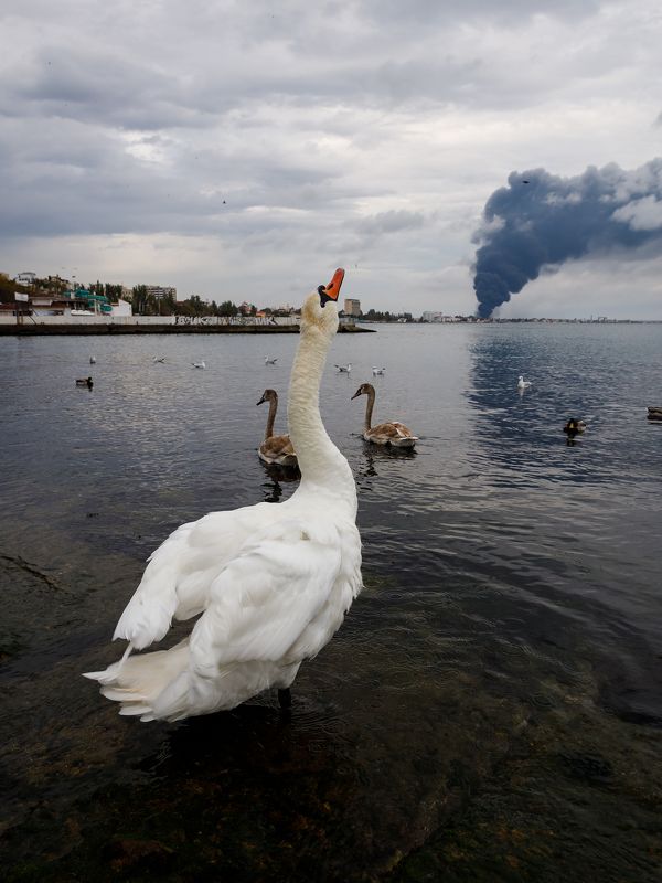 Феодосия. 10.10.2024 г.photo preview