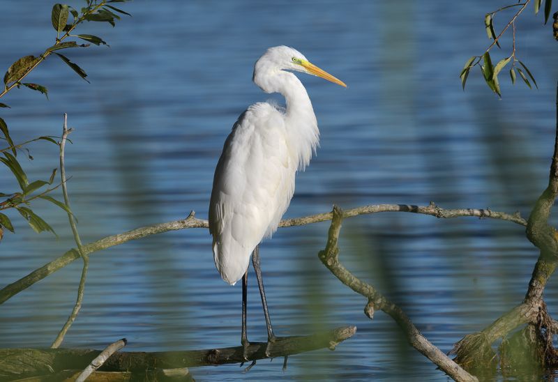 птицы, цапля Большая белая цапляphoto preview