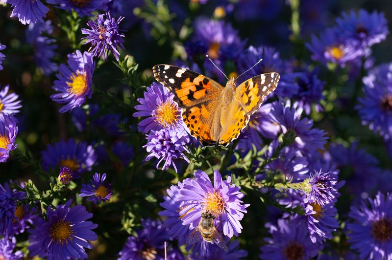 Октябрьские бабочкиphoto preview