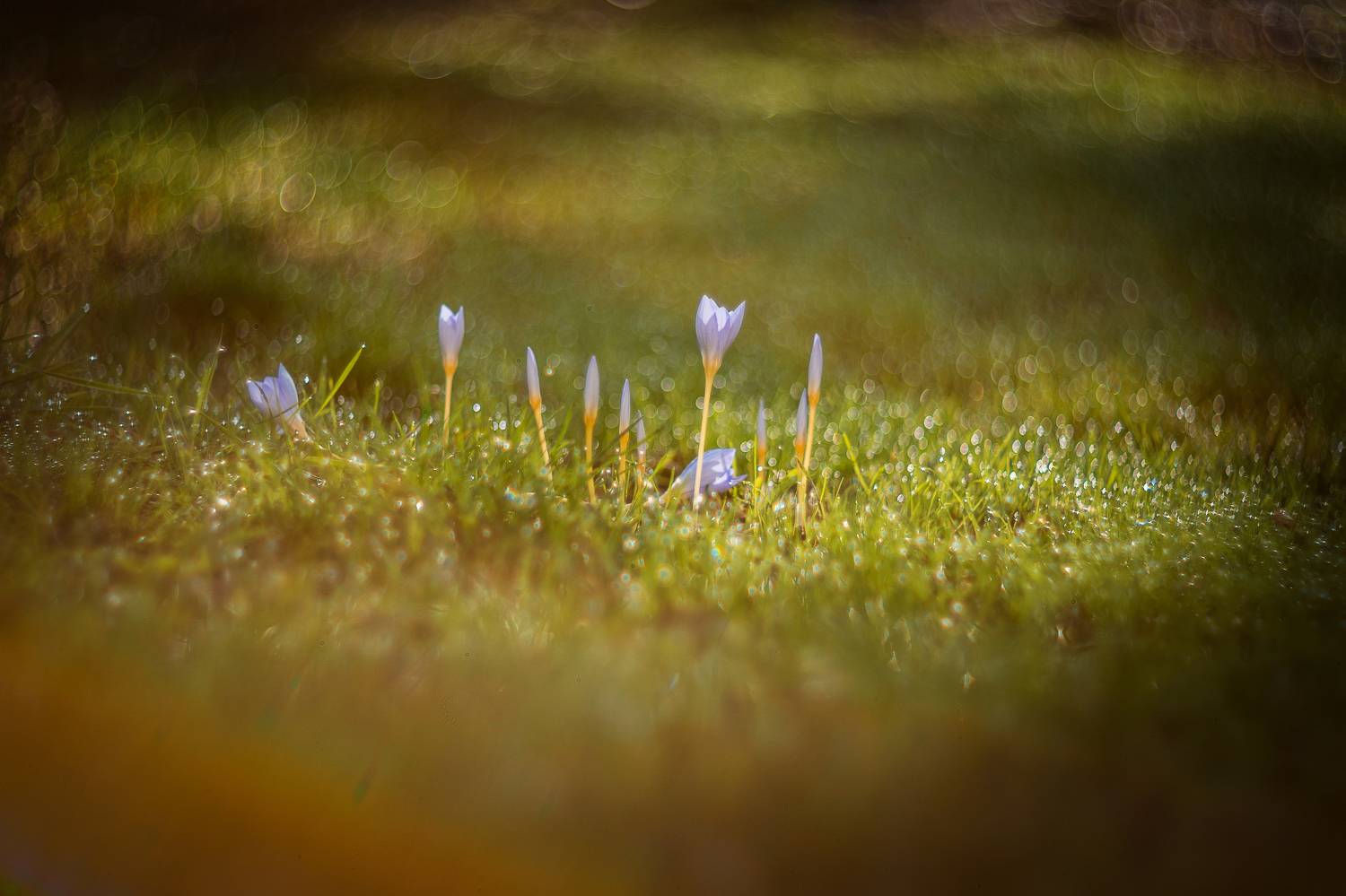 осень, природа, красота, волшебное, утро, пробуждение, цветы, крокусы, атмосфера, хрупкость, цвет, цветение, сияние, роса, блеск, боке, винтажная оптика, helios 40-2, природа крыма, керчь, крым, россия, Щербак Анатолий