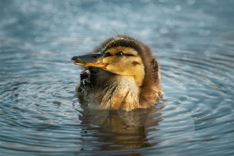 Мечтатель фото превью
