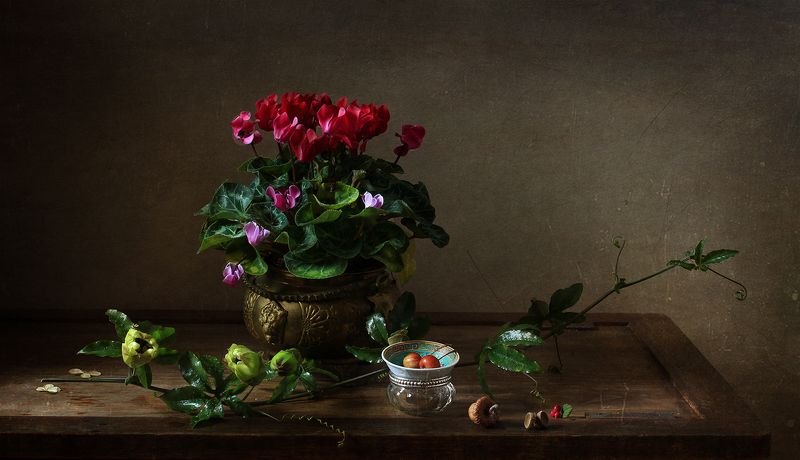 Натюрморт с цикламеном фото превью