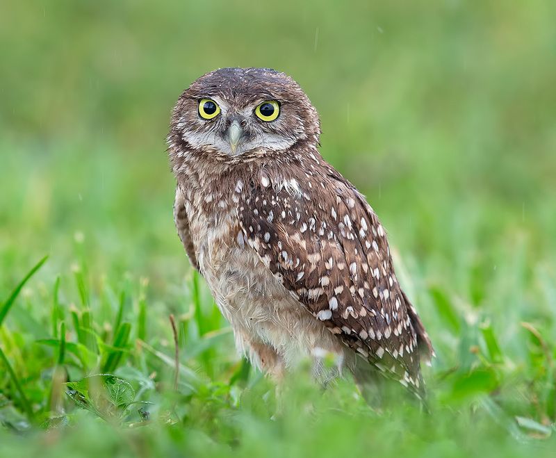 owl, burrowing owl,сыч, флорида,florida, хищные птицы Burrowing Owlet - Кроличий сычphoto preview