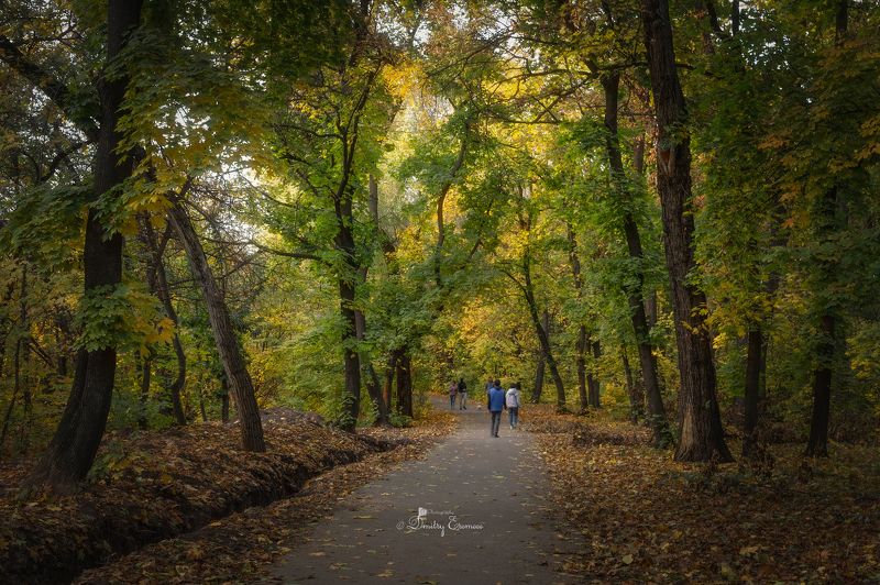 осень роща солнце природа люди пейзаж Осенняя прогулка в роще Баума... фото превью