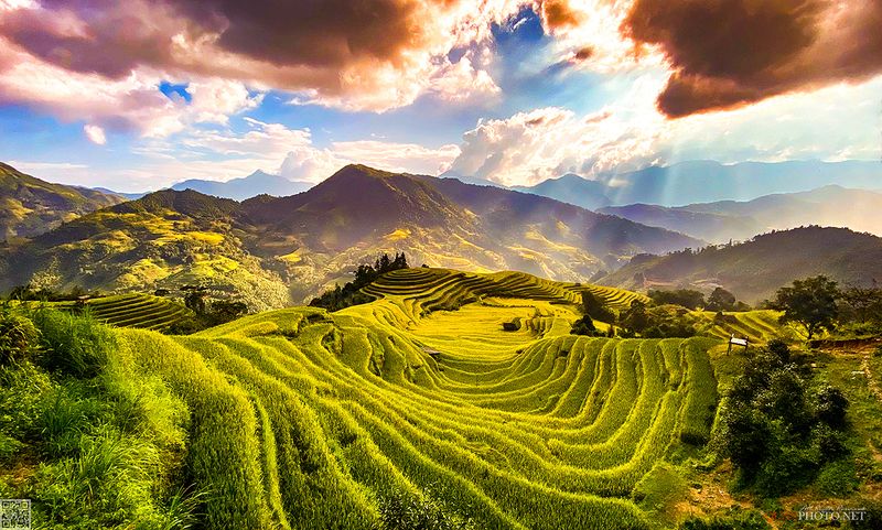quanphoto, landscape, sunset, sundown, rays, sunlight, valley, rice, terrace, farmland, agriculture, culture, rural, vietnam, golden Golden Rice Terracesphoto preview