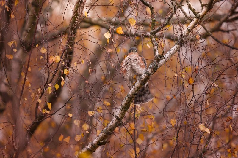 природа, лес, поля, огороды, животные, птицы, макро Гроза пернатыхphoto preview