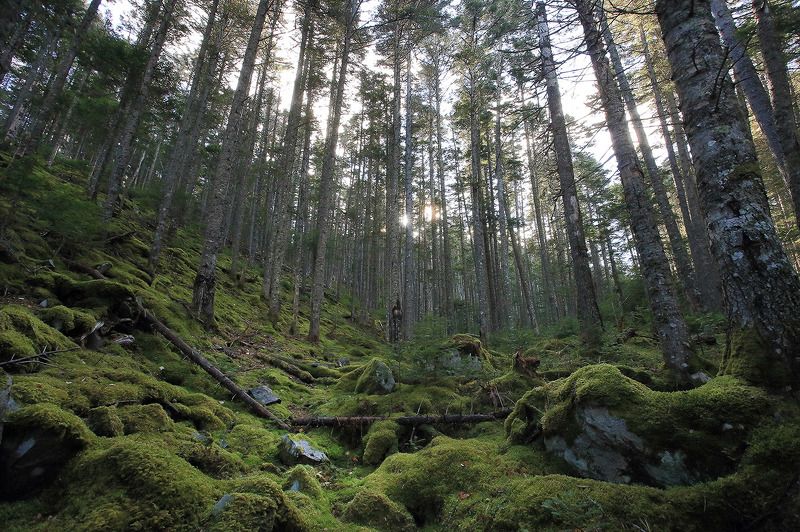 дальний восток, тайга Старый лесphoto preview