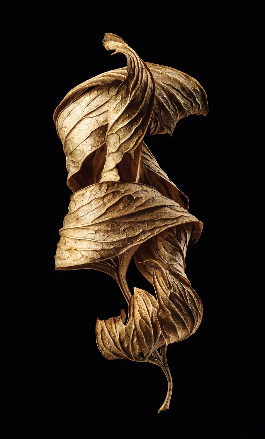 Фактуры осени (вариант 2). Автор: Дёгтев Евгений фактура, лист, листва, осень, предметнаясъёмка, Дёгтев Евгений