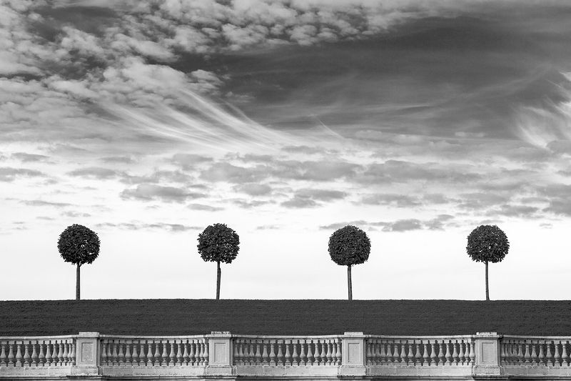 санкт-петербург, город, черно-белое, петергоф, деревья, дерево, линии photo preview