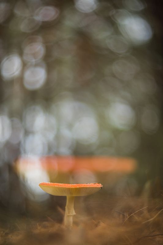 О мухоморахphoto preview