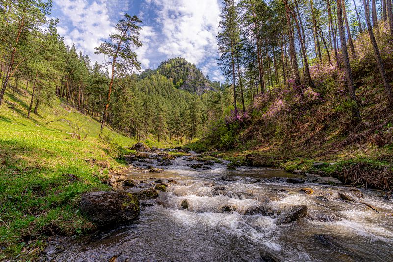 весна, горный алтай, цветение маральника Весна на Алтаеphoto preview