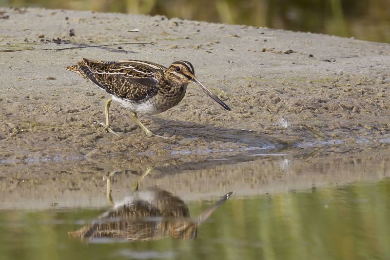 Бекасphoto preview