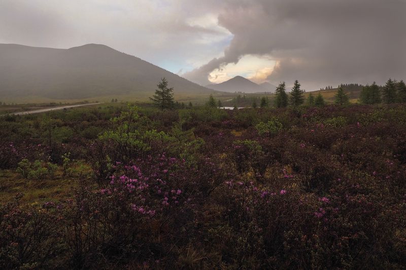 Перед дождёмphoto preview