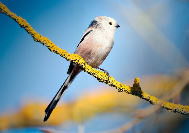 bird,birdwatch,animals,wildlife,longtailedtit, aegithaloscaudatus, lichen,nature Aegithalos caudatus on Xanthoria parietinaphoto preview