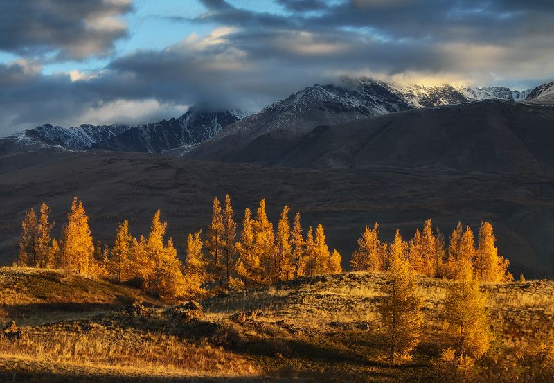 Алтай, Республика Алтай, горный Алтай Осенних лиственниц пожарphoto preview