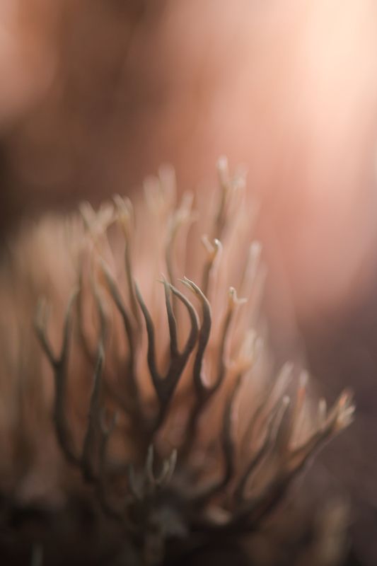 Рогатик прямой,Ramaria stricta Розовые сныphoto preview