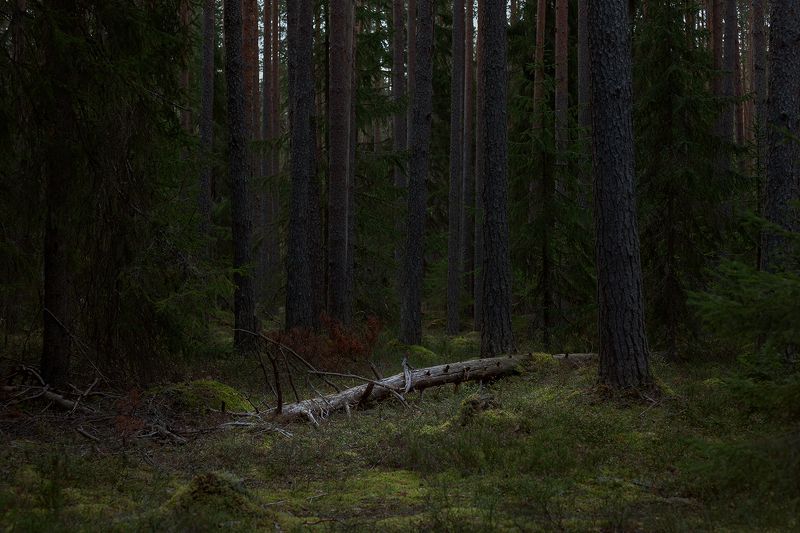 forest, trees, landscape, russia Из лесаphoto preview