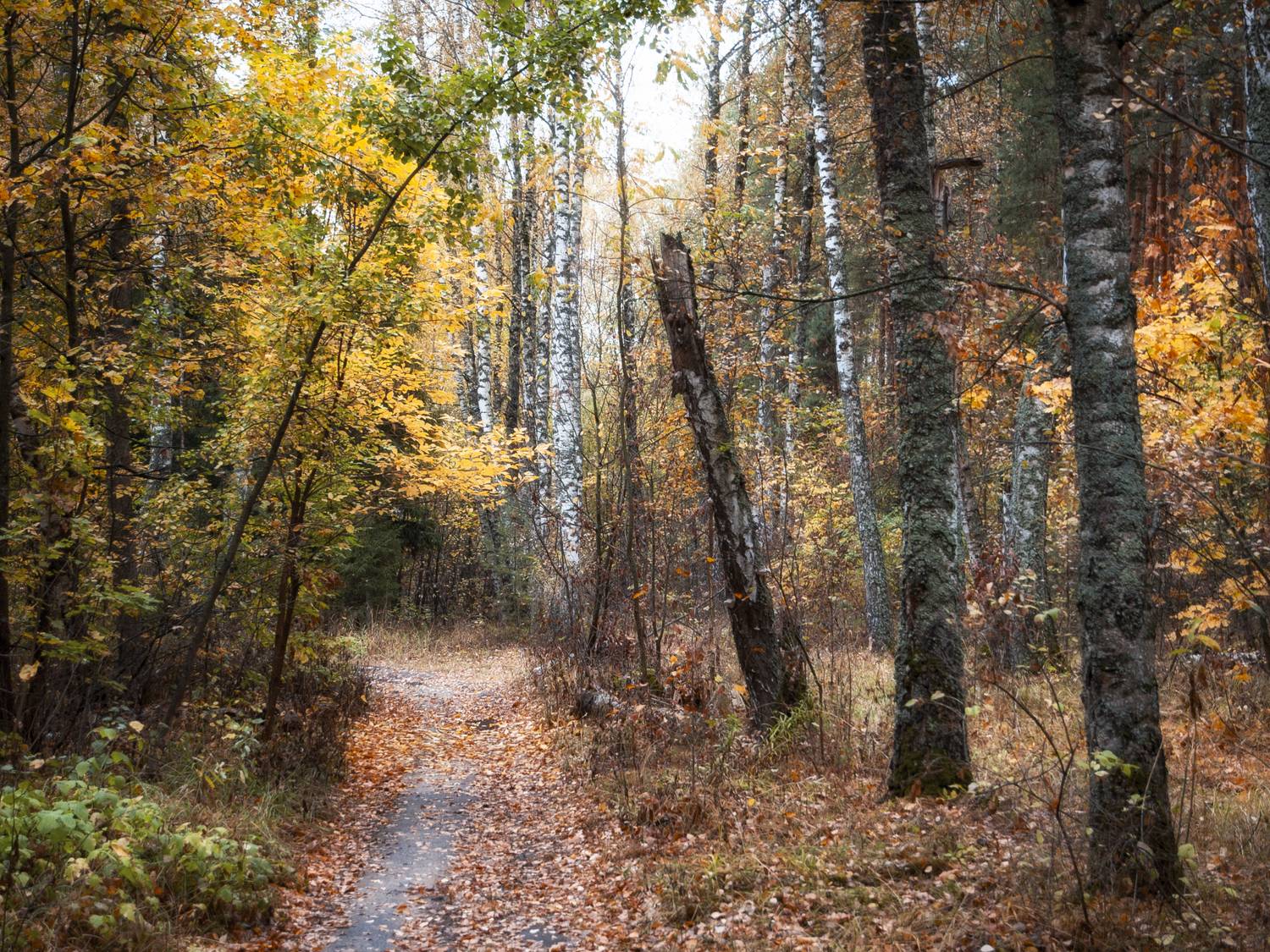 Автор: Иван Мосьянов , Иван Мосьянов