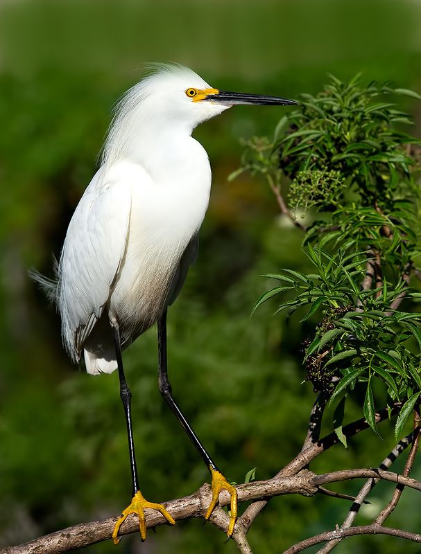американская белая цапля, snowy egret, heron, florida, цапля, флорида Американская белая цапля - Snowy Egretphoto preview