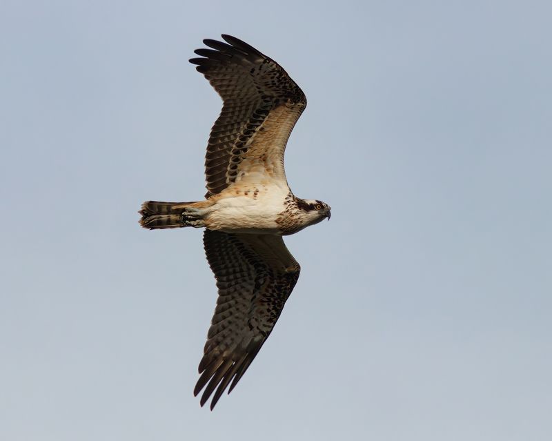скопа, pandion haliaetus, osprey, куршская коса, куршский залив Скопаphoto preview
