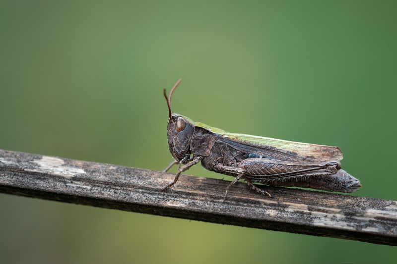 Последний кузнечикphoto preview