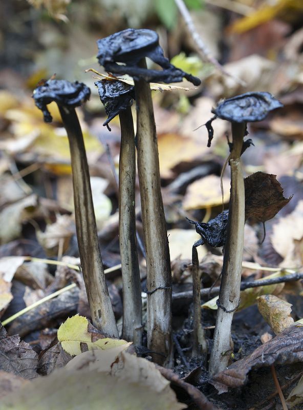 Грибыphoto preview