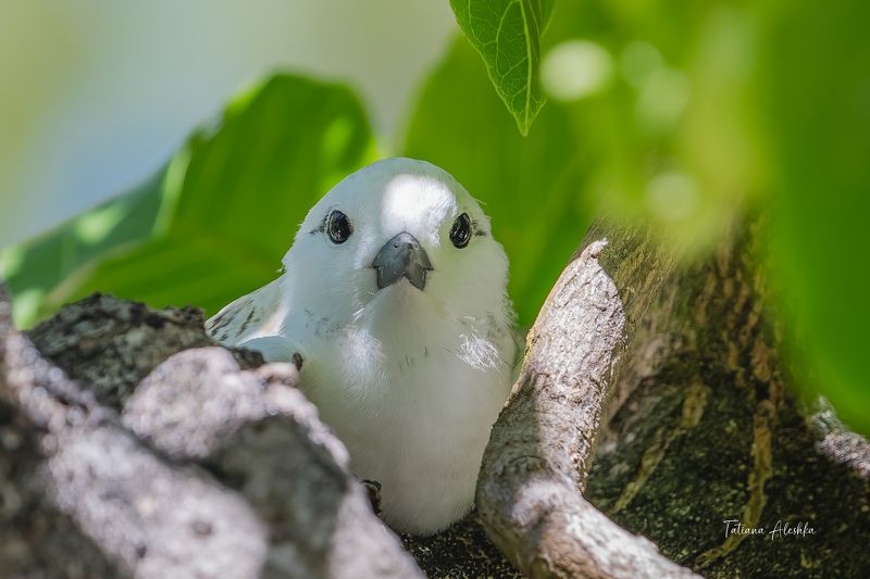 птицы Птенец белой крачки.photo preview