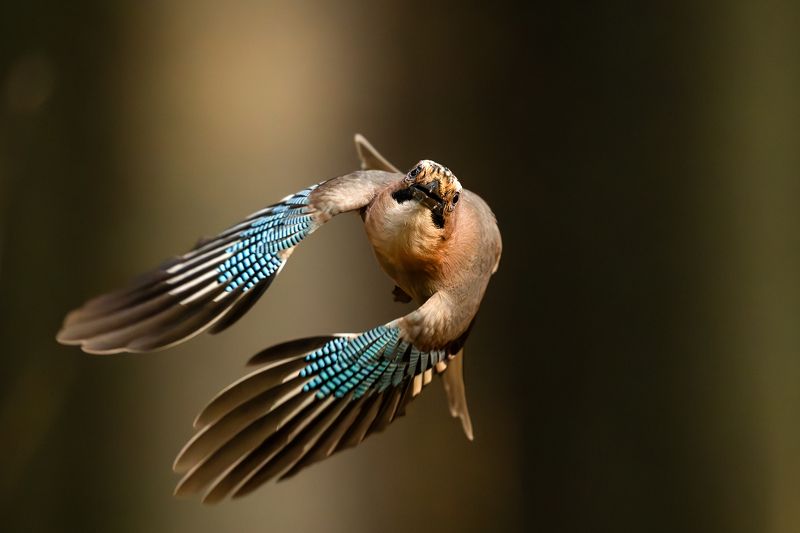 Сойки.photo preview