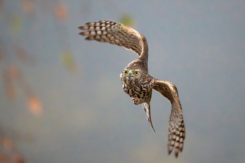 Тетеревятники.photo preview